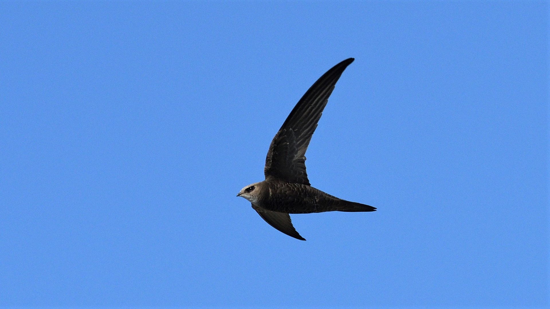 Pallid Swift